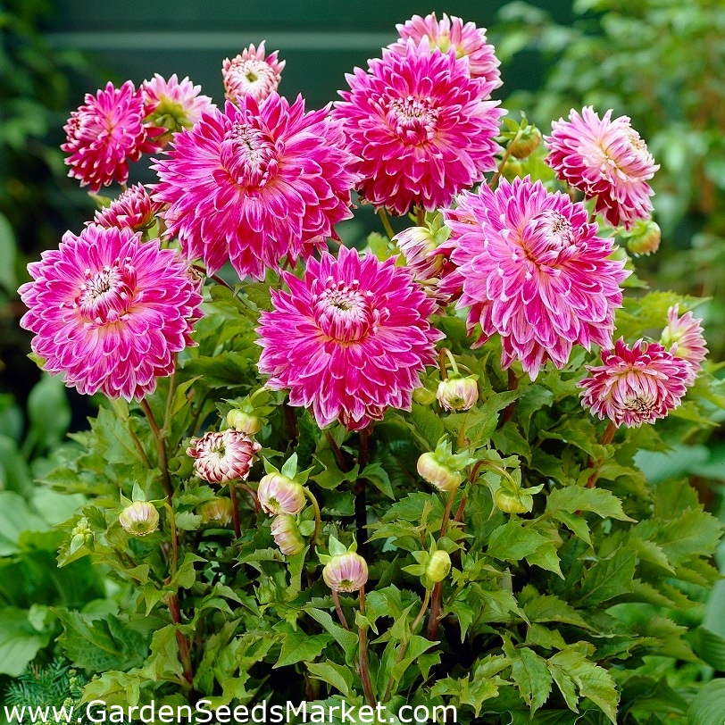 Dahlia Vancouver