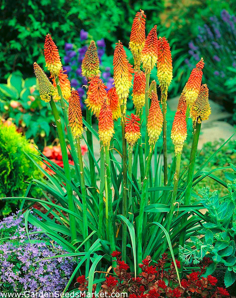 Kniphofia, Red Hot Poker, Tritoma Uvaria 1 bulb Garden Seeds Market
