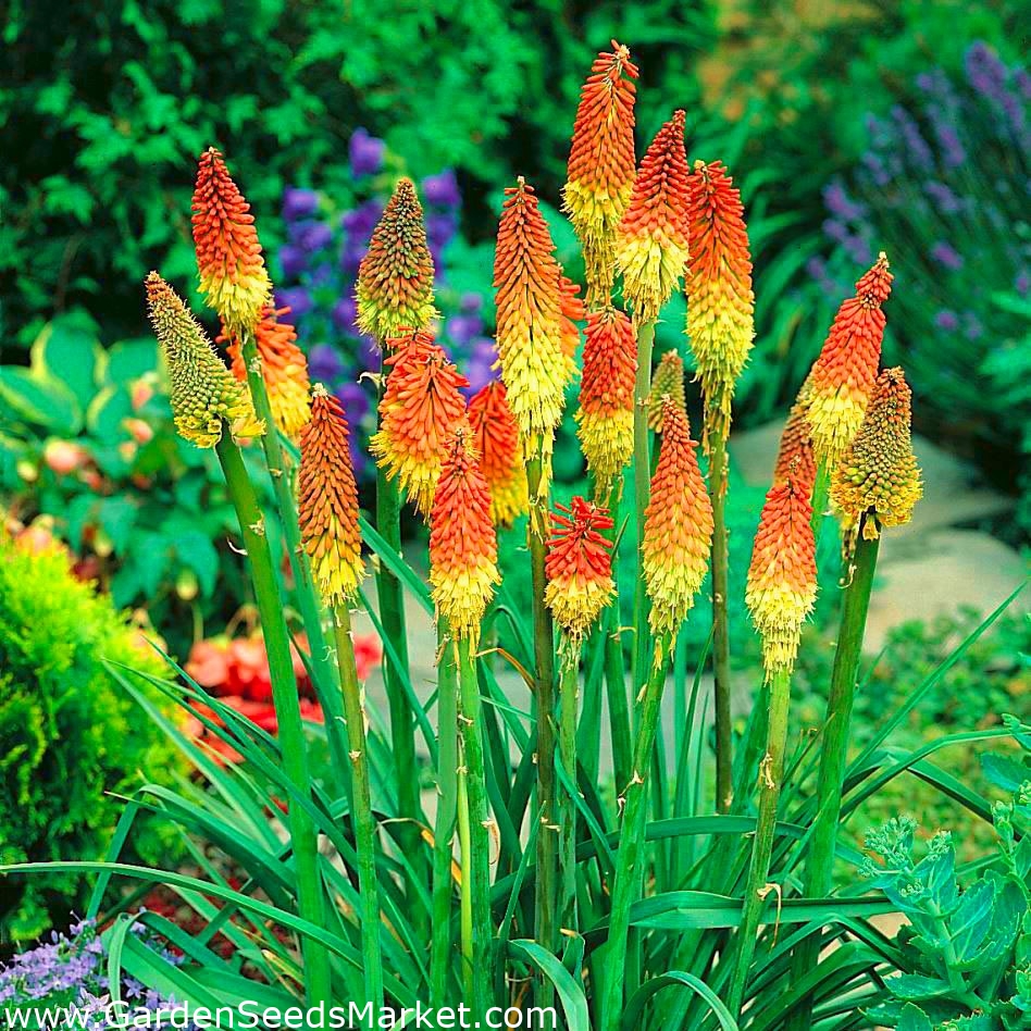 Kniphofia, Red Hot Poker, Tritoma Uvaria - 1 bulb – Garden Seeds Market