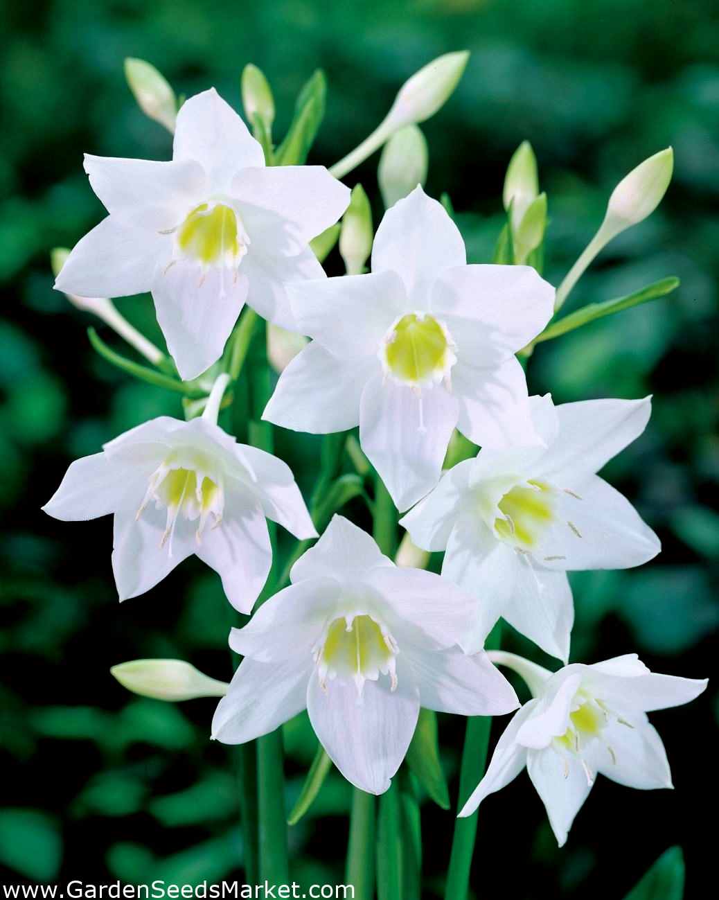 Eucharis Amazonica アマゾンリリー 球根 塊茎 根 Garden Seeds Market 送料無料 Eucharis Amazonica アマゾンリリー 球根 塊茎 根 Garden Seeds Market 送料無料