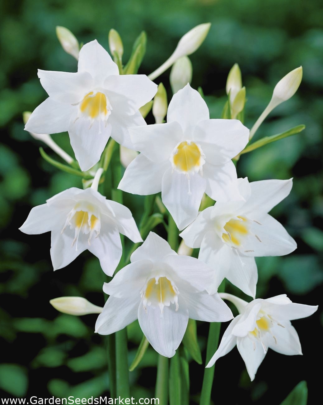 Eucharis Amazonica