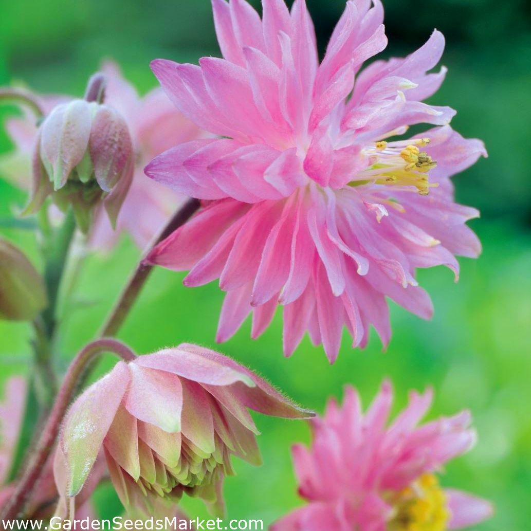 Ancolie commune - Pink Barlow - Aquilegia vulgaris – Garden Seeds Market |  Livraison gratuite
