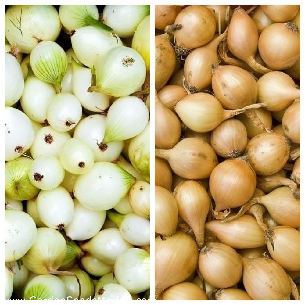 Kevadine sibul - kollane + valge - 2 x 5 kg; roheline sibul - – Garden  Seeds Market | Tasuta saatmine