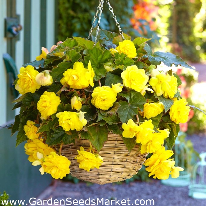 Begonia Pendula Cascade Yellow 2 bulbs Garden Seeds Market Free