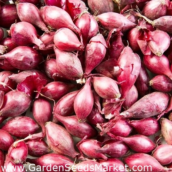 Kevadine sibul - punane - 10 kg; roheline sibul - – Garden Seeds Market |  Tasuta saatmine