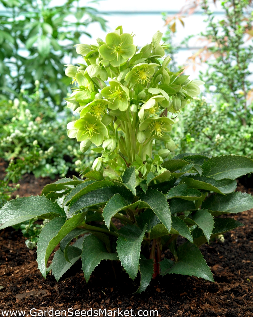 Helleborus argutifolius Garden Seeds Market Gratis frakt