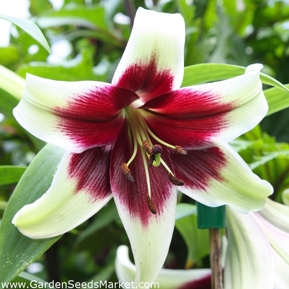 ユリ ユリクシマヤ 球根 塊茎 根 Lilium Kushi Maya Garden Seeds Market 送料無料