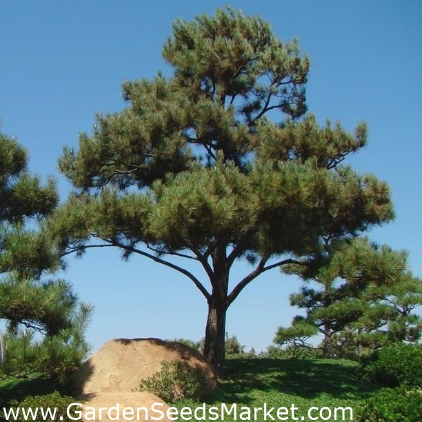 Pin negru japonez, semințe de pin negru - Pinus thunbergii – Garden Seeds  Market | Transport gratuit