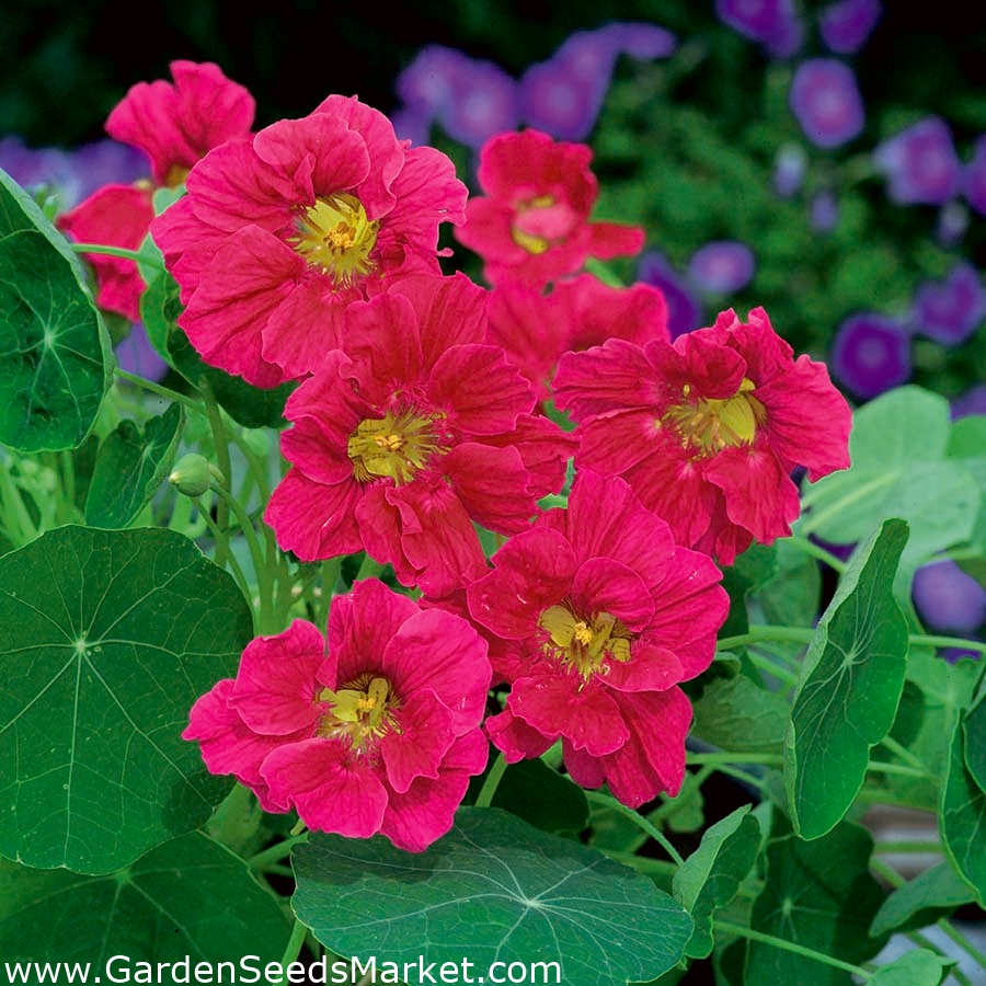 Garden Nasturtium Whirly Kus Kiraz Gulu Tropaeolum Majus Tohumlar Garden Seeds Market Ucretsiz Kargo