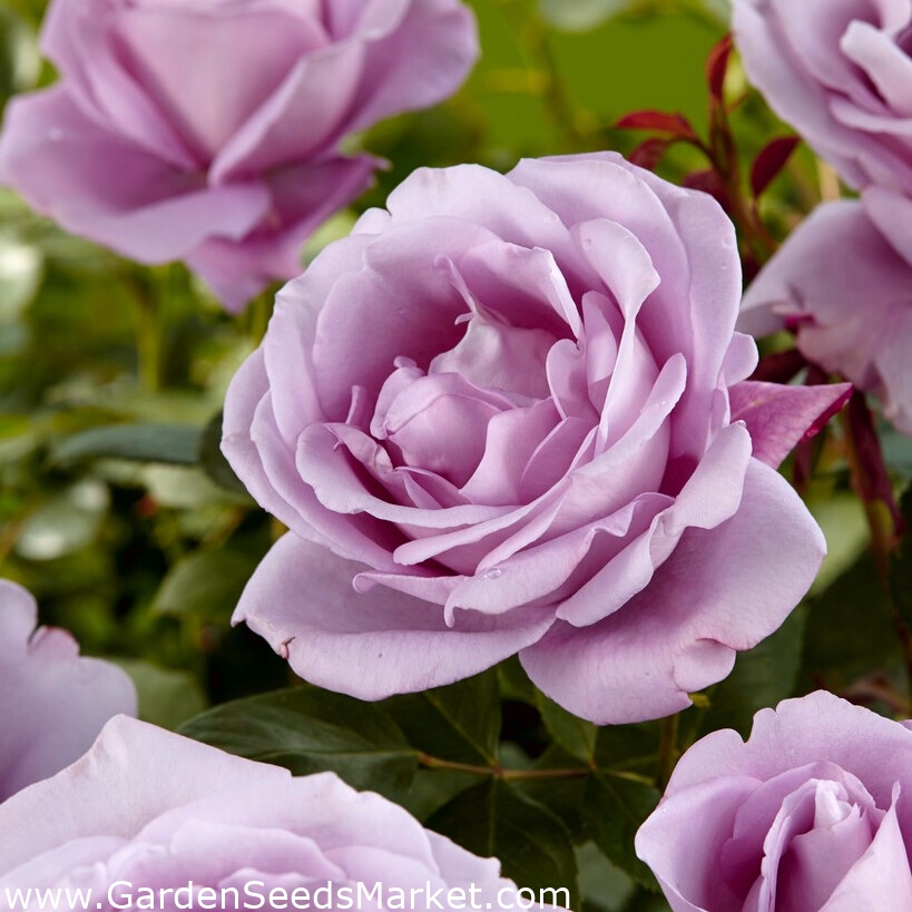Роза с големи цветя - лилаво - разсад в саксия - – Garden Seeds Market |  Безплатна доставка