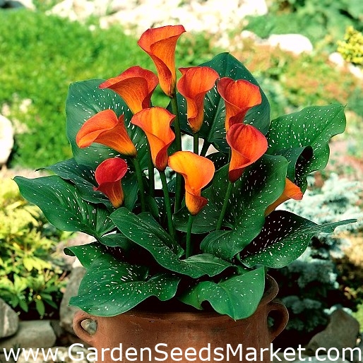Calla Mango; arum lily, calla lily – Garden Seeds Market | Free shipping