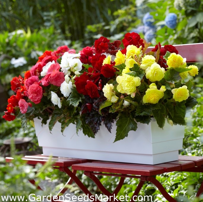 Begonia de flores múltiples - Multiflora Maxima - mezcla de variedad de  colores - 2 piezas - – Garden Seeds Market | Envío gratis