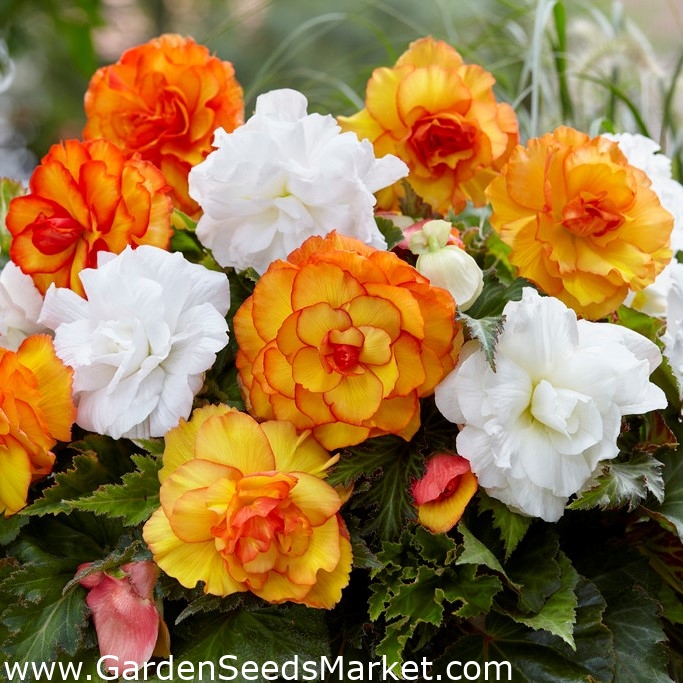 Mezcla de variedades de doble flor begonia - amarillo-naranja y blanco - 8  piezas - – Garden Seeds Market | Envío gratis