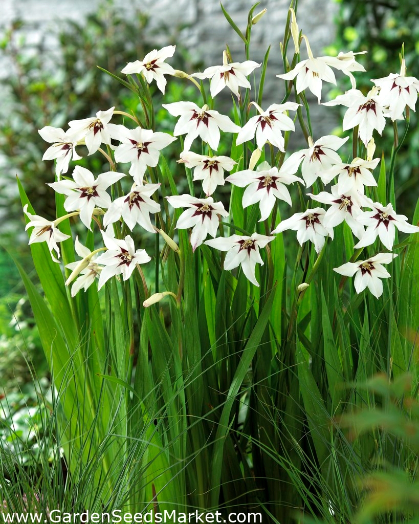 Acidanthera murielae, Abessinische Gladiole, Stern-Gladiole - 20 Zwiebeln –  Garden Seeds Market | Kostenloser Versand