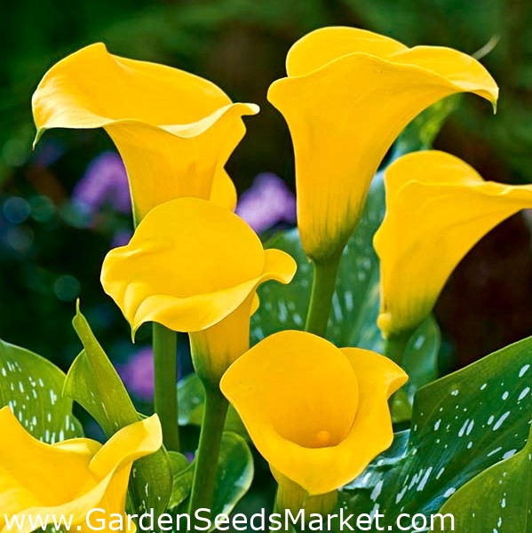 Calla jaune - grand paquet ! - 10 pièces - – Garden Seeds Market |  Livraison gratuite