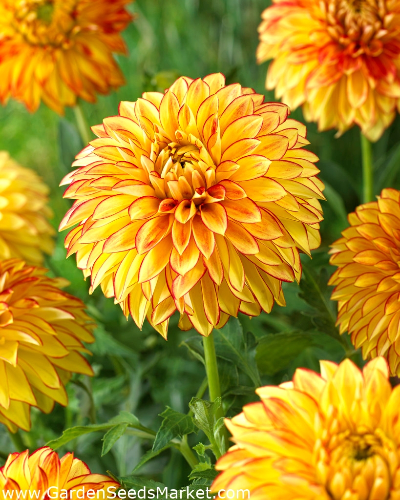 Dahlia Lake Ontario Garden Seeds Market Frete grátis