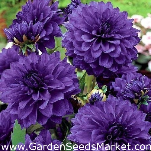 Dalia azul - Azul Dalia - Paquete XL! - 50 pcs - – Garden Seeds Market |  Envío gratis