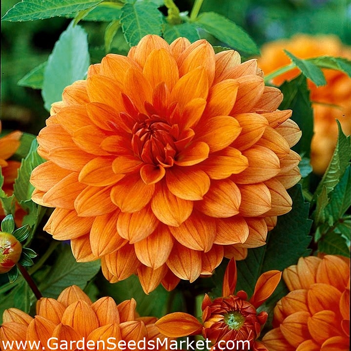 Dália laranja - laranja Dália - embalagem grande! - 10 PCS - – Garden Seeds  Market | Frete grátis