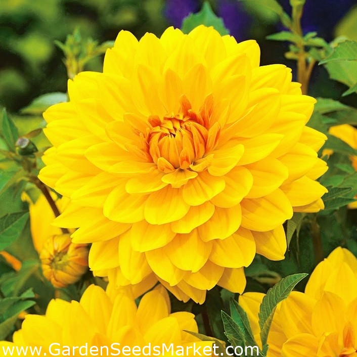 Dália amarela - Dália amarela - embalagem grande! - 10 PCS - – Garden Seeds  Market | Frete grátis
