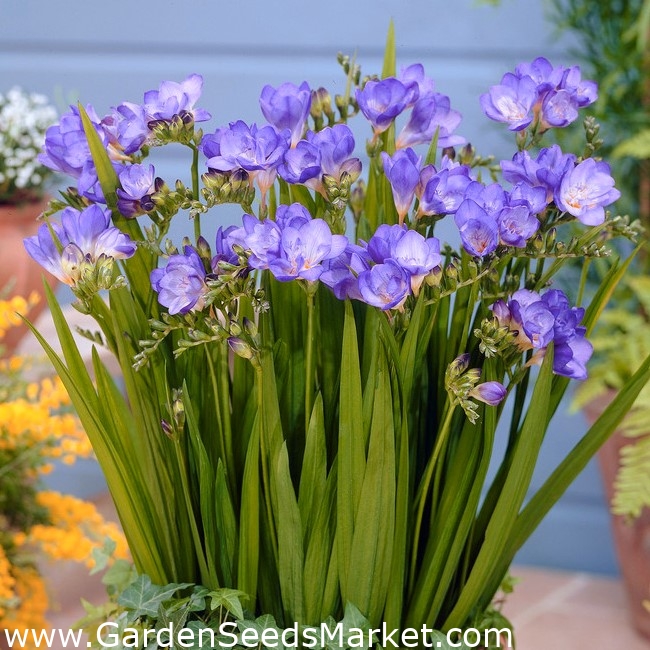 Fresia azul de una sola flor - paquete XL! - 500 piezas - – Garden Seeds  Market | Envío gratis