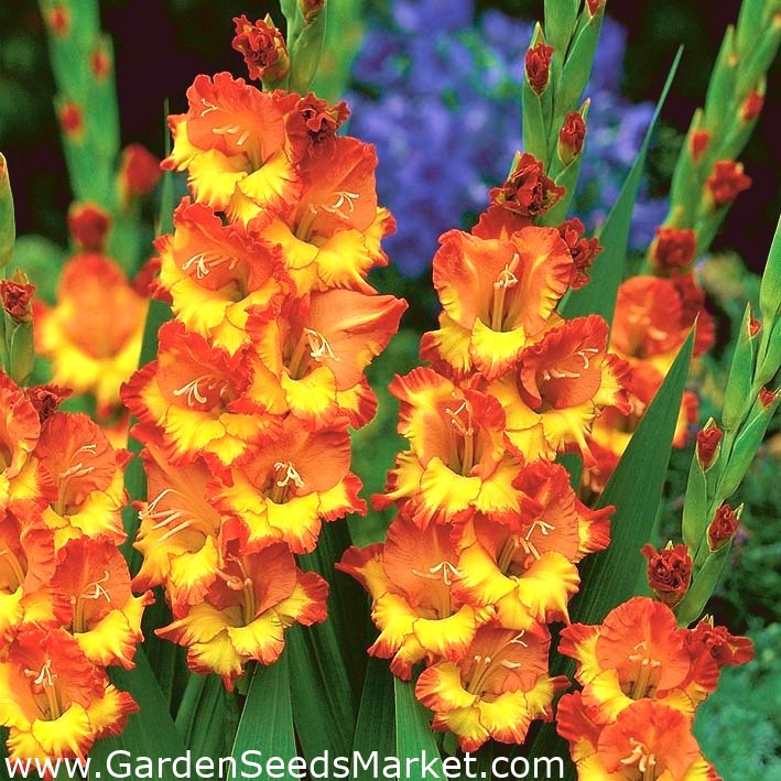 グラジオラスサンシャイン 5球根 Gladiolus Sunshine Garden Seeds Market 送料無料