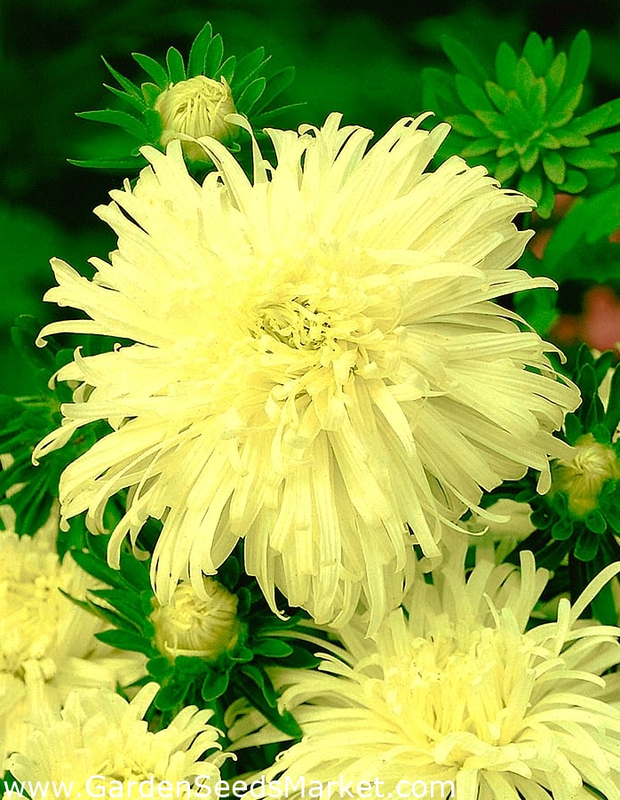 Tall chrysanthemum aster "Izabela" Garden Seeds Market Free shipping