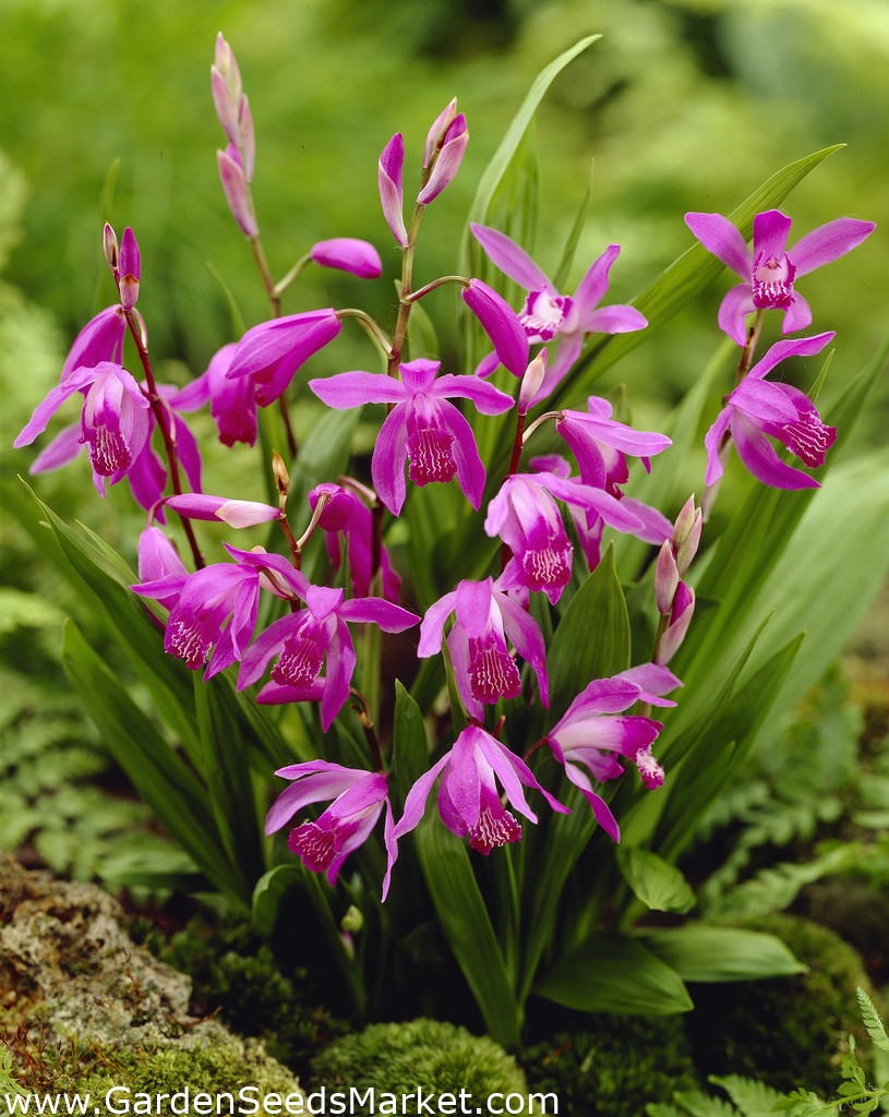 ヒヤシンス蘭 中国地上蘭 Bletilla Striata Garden Seeds Market 送料無料