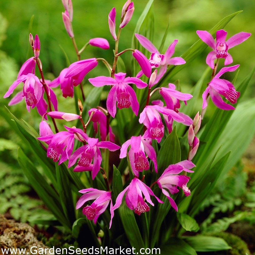 Orchidea di giacinto, orchidea di terra cinese (Bletilla striata) - –  Garden Seeds Market | Spedizione gratuita