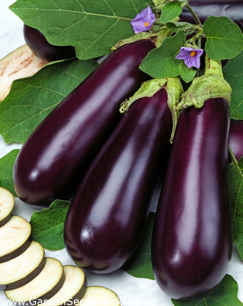 Eggplant Vegetable Seeds Melanzana Violetta Lunga 2 by Hortus