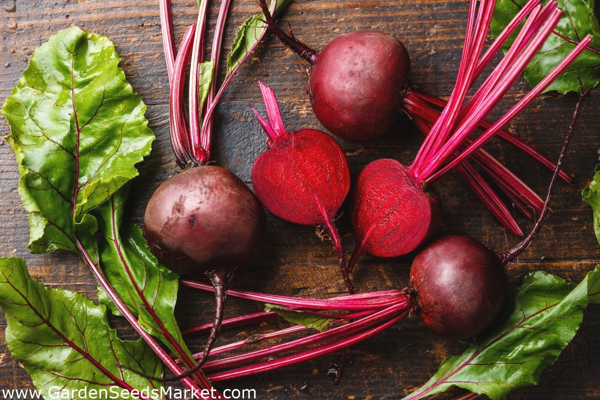 赤いビーツ カルマジン 種子テープ Beta Vulgaris Var Conditiva シーズ Garden Seeds Market 送料無料