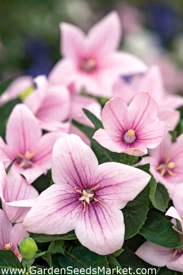 Platycodon, Balon cvet - Fuji Pink; Kitajski zvonec - – Garden Seeds Market  | Brezplačna dostava