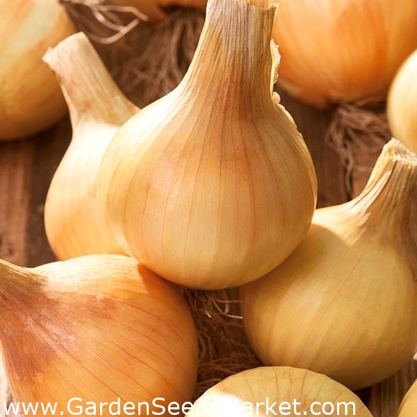 害虫駆除植物セット 赤クモダニ 3植物種の種 シーズ Garden Seeds Market 送料無料