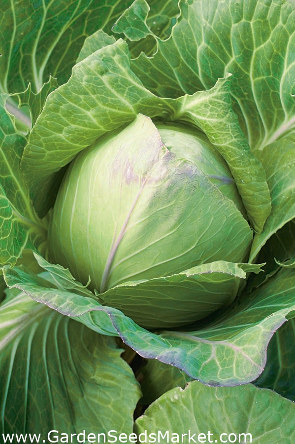 White head cabbage 'Replika' late, productive variety Garden Seeds Market Free shipping