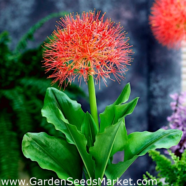 Haemanthus multiflorus, Scadoxus multiflorus, Blutblume, Feuerball-Lilie –  Garden Seeds Market | Kostenloser Versand