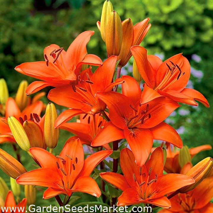 Lirio asiático anaranjado - Naranja - ¡Paquete grande! - 15 piezas – Garden  Seeds Market | Envío gratis