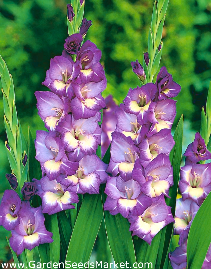 Gladiolus King's Lynn 5 pcs Garden Seeds Market Free shipping