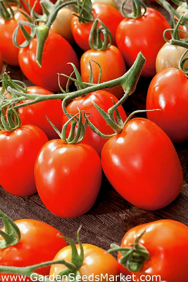 Tomaatti – Granite - Lycopersicon esculentum - Granit - siemenet – Garden  Seeds Market | Ilmainen toimitus
