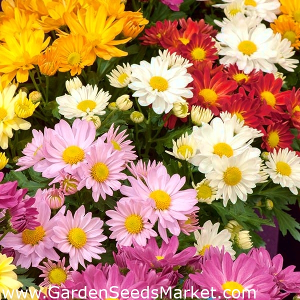 Индийская хризантема с двойными цветами - 120 семян - Chrysanthemum indicum  - семена – Garden Seeds Market | Бесплатная доставка