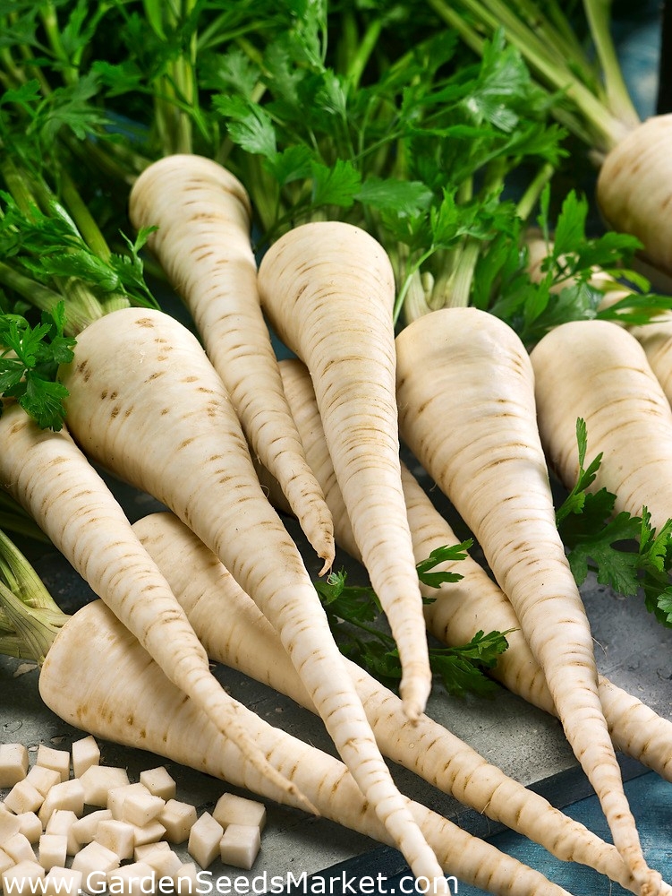 Parsley "Lenka" aromatic flesh SEED TAPE 300 seeds Garden Seeds