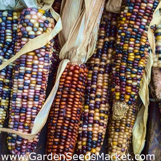 Ukrasni kukuruz "Glass Gem" - – Garden Seeds Market | Besplatna dostava