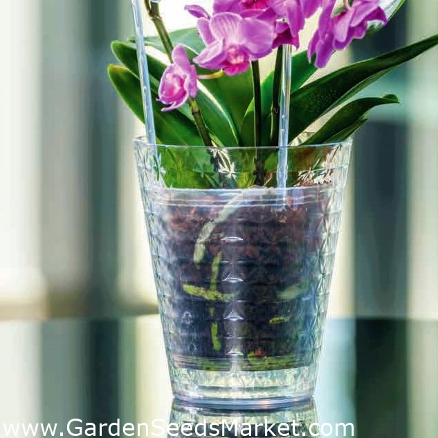 Кутия с диамантени малки орхидеи - 13 см - прозрачна - – Garden Seeds  Market | Безплатна доставка