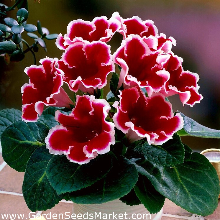 Kaiser Friedrich gloxinia - flores rojas con un anillo blanco - ¡paquete  grande! - 10 piezas - – Garden Seeds Market | Envío gratis