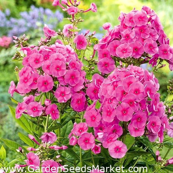 庭フロックス フロックスパニキュラータ コスモポリタン 1個 Garden Seeds Market 送料無料