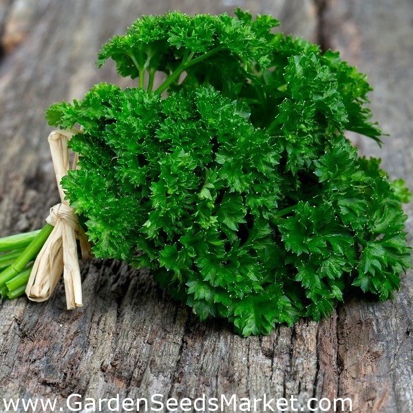 3,000 Parsley Moss Curled Herb Seeds 