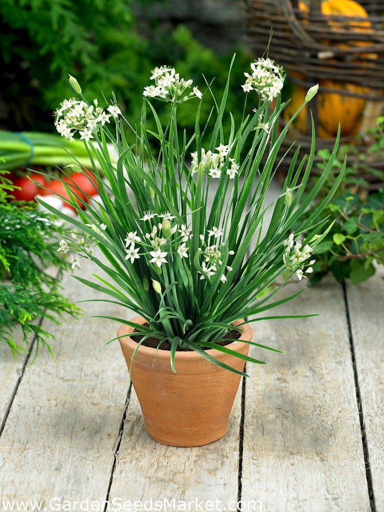 Grasløk - 300 frø - Allium tuberosum – Garden Seeds Market | Gratis frakt