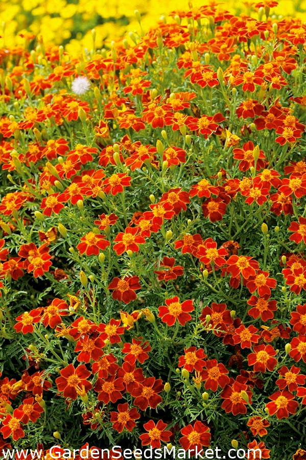 Fløyelsblomst - Tagetes tenuifolia - 390 frø - Red Gem – Garden Seeds  Market | Gratis frakt