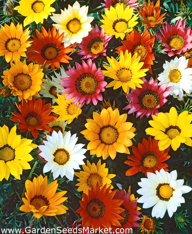 Gazania Giant Series mix seeds Gazania hybrida 125 seeds Garden