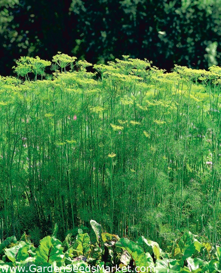 Garden dill "Tetra" - best variety for early green harvest - 2800 seeds ...