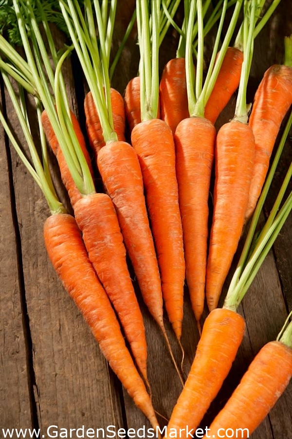 морковь семена всхожесть