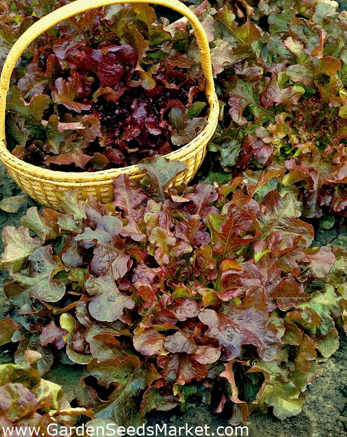 BIO Salat - Foliosa - Red Salad Bowl - 518 frø - Lactuca sativa var.  foliosa – Garden Seeds Market | Gratis fragt